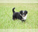 Small #3 Miniature Australian Shepherd