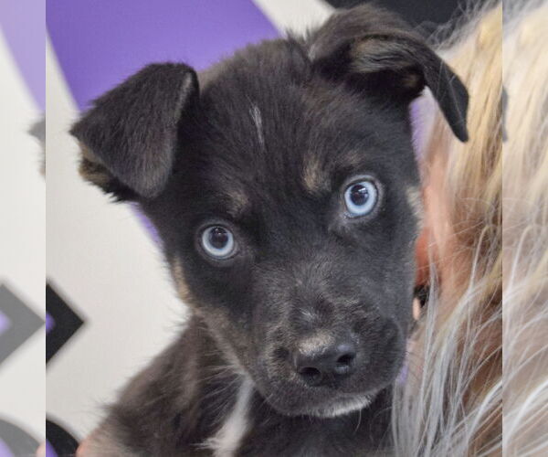 Medium Photo #6 Collie-German Shepherd Dog Mix Puppy For Sale in Huntley, IL, USA