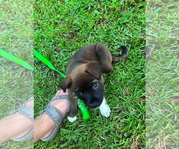 Medium Photo #2 Labrador Retriever-Unknown Mix Puppy For Sale in Holly Springs, NC, USA