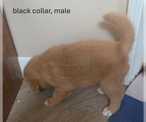 Medium Golden Retriever