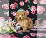 Small Photo #5 Poodle (Toy) Puppy For Sale in CHRISTIANA, PA, USA