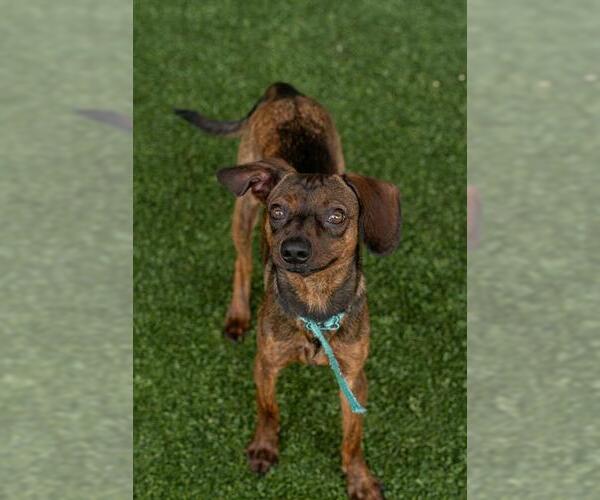 Medium Photo #1 Chihuahua-Unknown Mix Puppy For Sale in Baytown, TX, USA