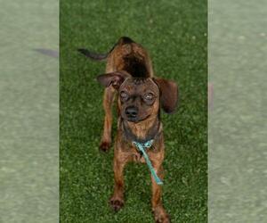 Chihuahua-Unknown Mix Dogs for adoption in Baytown, TX, USA