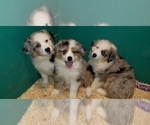 Small Photo #5 Australian Shepherd Puppy For Sale in DUVALL, WA, USA