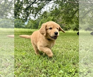 Golden Retriever Puppy for sale in PALL MALL, TN, USA