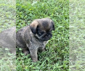 Brussels Griffon Puppy for sale in MARTINSBURG, WV, USA