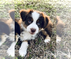French Bulldog Puppy for sale in MONTICELLO, SC, USA