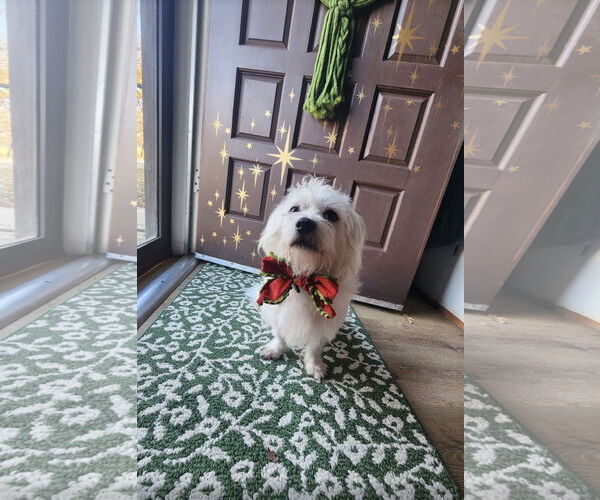 Medium Photo #1 Maltese-Unknown Mix Puppy For Sale in Euless, TX, USA