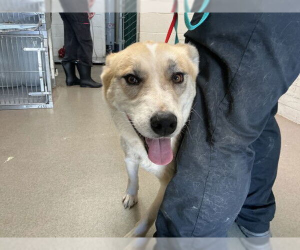 Medium Photo #1 Gerberian Shepsky Puppy For Sale in San Bernardino, CA, USA