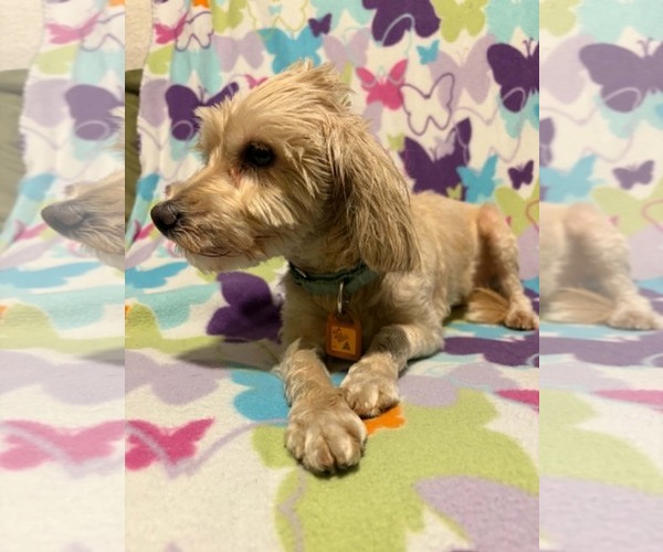 Medium Photo #3 Goldendoodle (Miniature) Puppy For Sale in Mukwonago, WI, USA