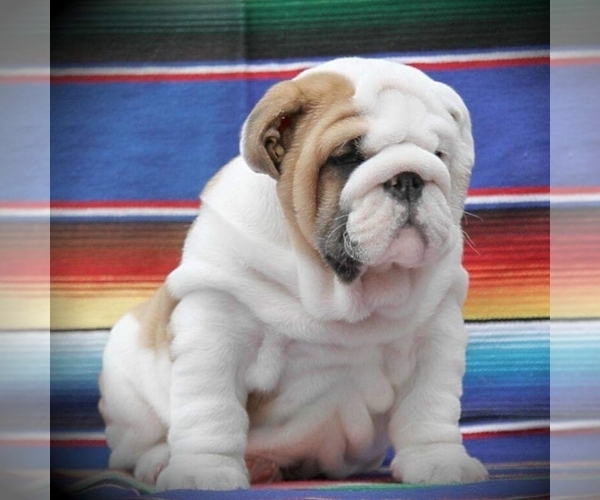 Medium Photo #3 English Bulldog Puppy For Sale in BROOKLYN, NY, USA