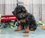 Small Photo #22 Poodle (Toy) Puppy For Sale in HOWE, IN, USA