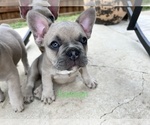 Puppy 1 French Bulldog