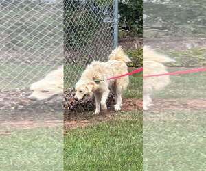 Pat- At shelter available 9/29 - Female Great Pyrenees Dog for Adoption - Photo #3