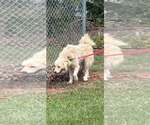 Small Photo #3 Great Pyrenees Puppy For Sale in Rustburg, VA, USA