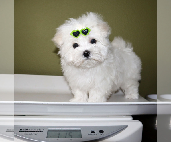 Medium Photo #5 Maltese Puppy For Sale in LOS ANGELES, CA, USA