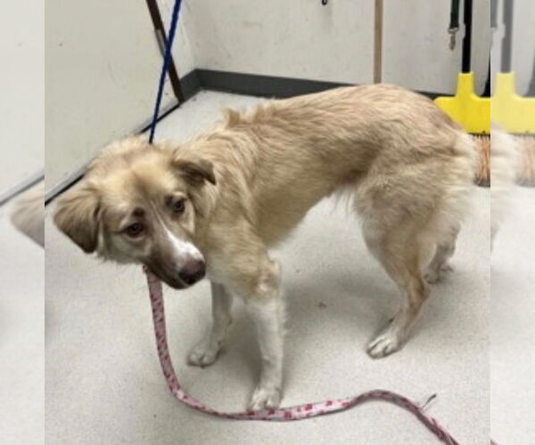 Medium Photo #6 Australian Shepherd-Collie Mix Puppy For Sale in Canton, CT, USA