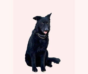 Medium German Shepherd Dog Mix