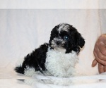 Small #6 ShihPoo