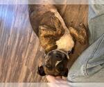Small Bull Terrier Mix
