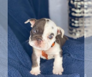 English Bulldog Puppy for sale in COVINGTON, GA, USA
