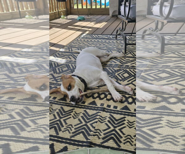 Medium Photo #4 Mutt Puppy For Sale in Greenville, SC, USA