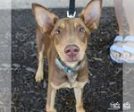 Small #2 Australian Kelpie-Miniature Pinscher Mix
