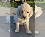 Small #21 English Cream Golden Retriever
