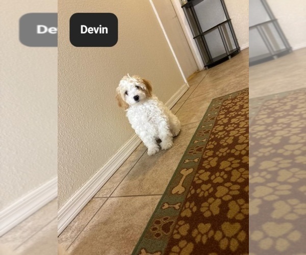 Medium Photo #1 Poovanese Puppy For Sale in TUCSON, AZ, USA