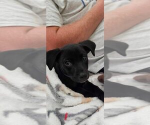 Labrador Retriever-Unknown Mix Dogs for adoption in New York, NY, USA