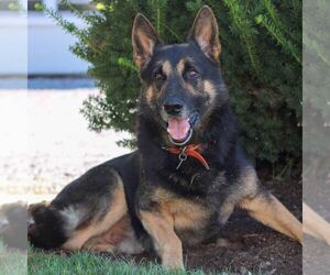 Father of the German Shepherd Dog puppies born on 02/28/2026