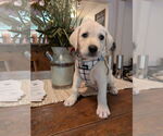 Small #9 Golden Retriever Mix