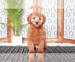 Goldendoodle (Miniature) Puppy for sale in NAPLES, FL, USA