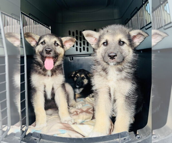 Medium Photo #2 German Shepherd Dog-Unknown Mix Puppy For Sale in Claremore, OK, USA