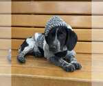 Small #3 Bluetick Coonhound Mix