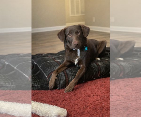 Medium Photo #2 - Mix Puppy For Sale in Dallas, TX, USA