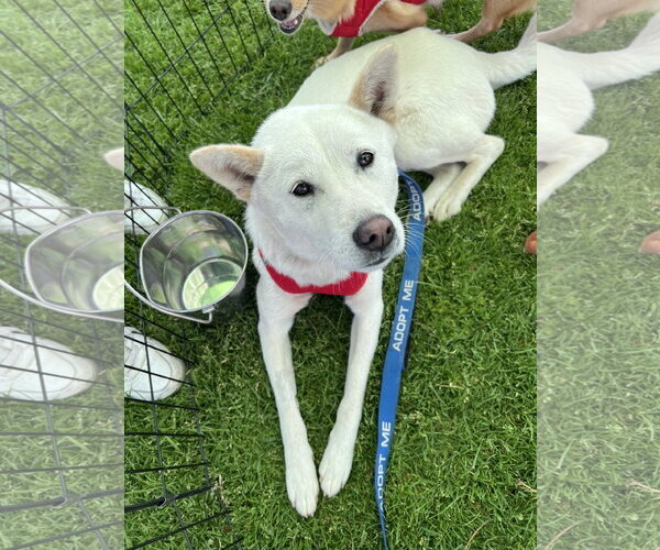Medium Photo #2 Shiba Inu-Unknown Mix Puppy For Sale in Lake Elsinore, CA, USA