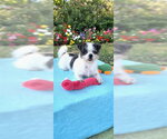Small #6 Shih Tzu