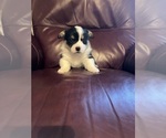 Puppy Puppy 3 Ross Pembroke Welsh Corgi