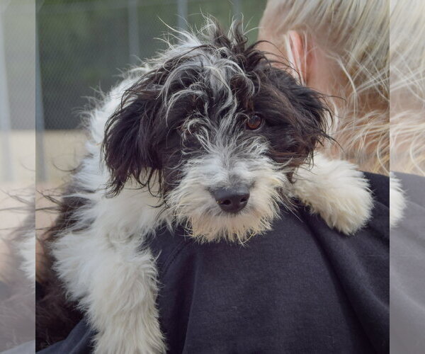 Medium Photo #4 Aussiedoodle Puppy For Sale in Huntley, IL, USA