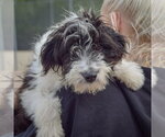 Small Photo #4 Aussiedoodle Puppy For Sale in Huntley, IL, USA