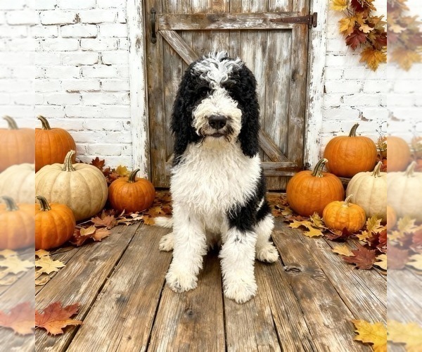 Medium Photo #2 Bernedoodle Puppy For Sale in MENIFEE, CA, USA