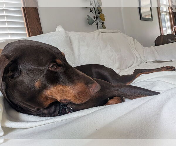 Medium Photo #5 Doberman Pinscher Puppy For Sale in Minneaoplis, MN, USA
