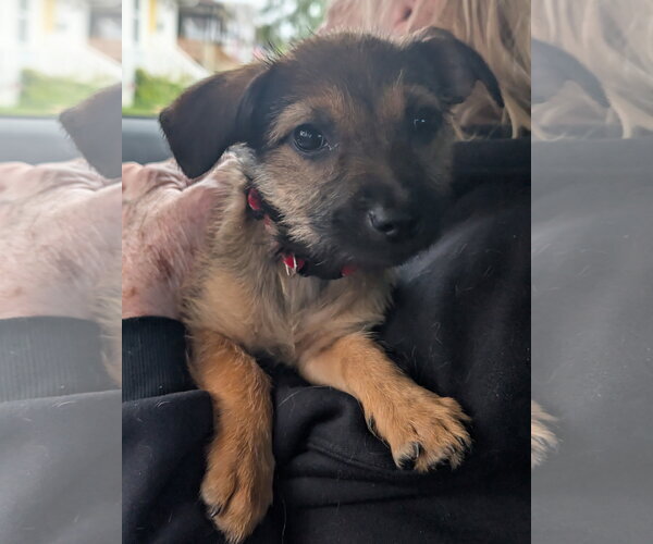 Medium Photo #3 Chihuahua-Unknown Mix Puppy For Sale in Virginia Beach, VA, USA