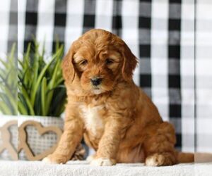 Goldendoodle (Miniature) Puppy for sale in LITITZ, PA, USA