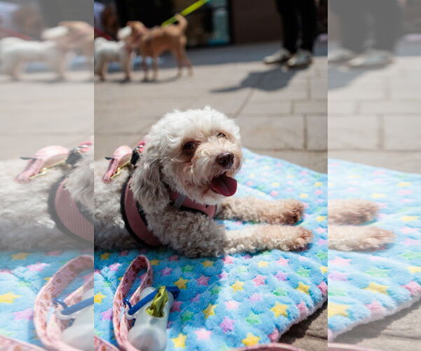 Medium Photo #4 Poodle (Miniature) Puppy For Sale in St. Louis Park, MN, USA