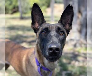 Mutt Dogs for adoption in Martinez, CA, USA