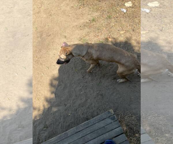 Medium Photo #9 Labrador Retriever-Mountain Cur Mix Puppy For Sale in Orangeburg, SC, USA