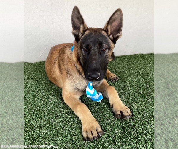 Medium Photo #2 Mutt Puppy For Sale in San Diego, CA, USA