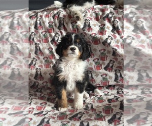 Bernedoodle (Miniature) Puppy for sale in COLORADO SPRINGS, CO, USA